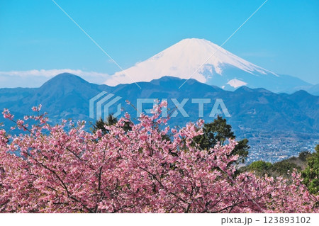 大井ゆめの里からの眺望　満開の河津桜と富士山 123893102