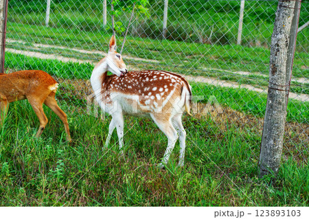 Spotted deer grazing peacefully in a green pasture near a fence during daylight hours 123893103