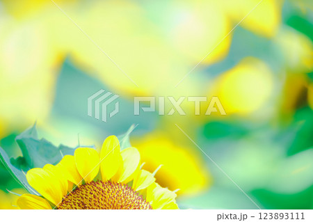 大阪市東住吉区長居植物公園の夏の象徴である向日葵を撮影 123893111