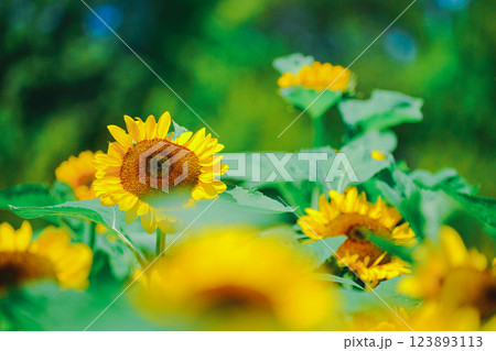 大阪市東住吉区長居植物公園の夏の象徴である向日葵を撮影 123893113