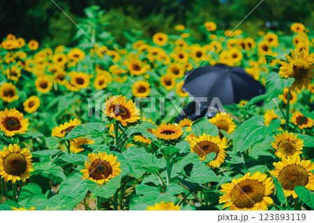 大阪市東住吉区長居植物公園の夏の象徴である向日葵を撮影 大阪市東住吉区長居植物公園の夏の象徴である向日葵を撮影 123893119