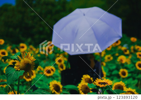 大阪市東住吉区長居植物公園の夏の象徴である向日葵を撮影 大阪市東住吉区長居植物公園の夏の象徴である向日葵を撮影 123893120