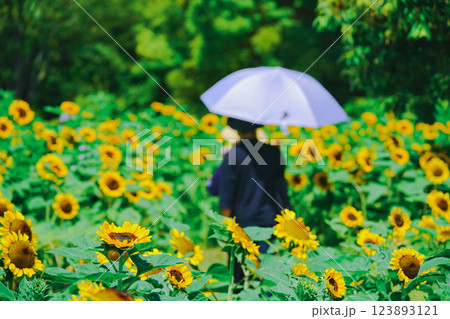 大阪市東住吉区長居植物公園の夏の象徴である向日葵を撮影 123893121