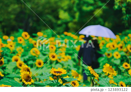 大阪市東住吉区長居植物公園の夏の象徴である向日葵を撮影 123893122