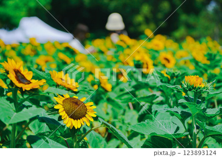大阪市東住吉区長居植物公園の夏の象徴である向日葵を撮影 123893124