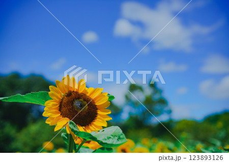 大阪市東住吉区長居植物公園の夏の象徴である向日葵を撮影 123893126