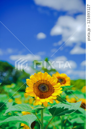 大阪市東住吉区長居植物公園の夏の象徴である向日葵を撮影 大阪市東住吉区長居植物公園の夏の象徴である向日葵を撮影 123893127