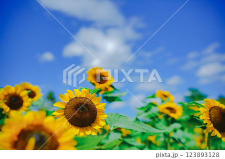 大阪市東住吉区長居植物公園の夏の象徴である向日葵を撮影 123893128