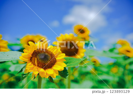 大阪市東住吉区長居植物公園の夏の象徴である向日葵を撮影 大阪市東住吉区長居植物公園の夏の象徴である向日葵を撮影 123893129