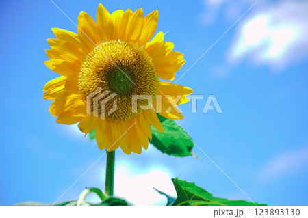 大阪市東住吉区長居植物公園の夏の象徴である向日葵を撮影 大阪市東住吉区長居植物公園の夏の象徴である向日葵を撮影 123893130