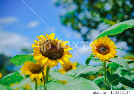 大阪市東住吉区長居植物公園の夏の象徴である向日葵を撮影 123893134