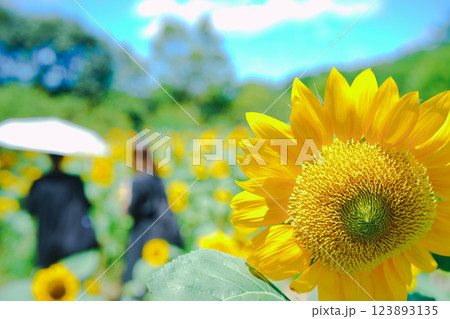 大阪市東住吉区長居植物公園の夏の象徴である向日葵を撮影 123893135