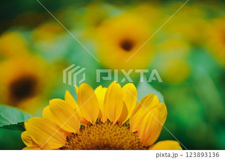 大阪市東住吉区長居植物公園の夏の象徴である向日葵を撮影 123893136