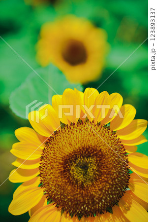 大阪市東住吉区長居植物公園の夏の象徴である向日葵を撮影 123893137