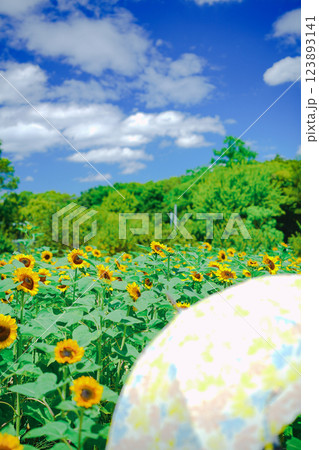 大阪市東住吉区長居植物公園の夏の象徴である向日葵を撮影 123893141