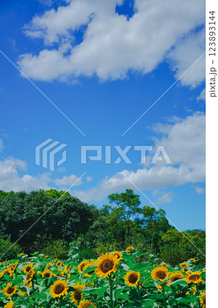 大阪市東住吉区長居植物公園の夏の象徴である向日葵を撮影 123893144