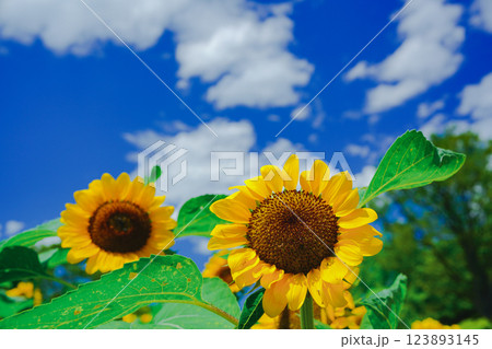 大阪市東住吉区長居植物公園の夏の象徴である向日葵を撮影 123893145