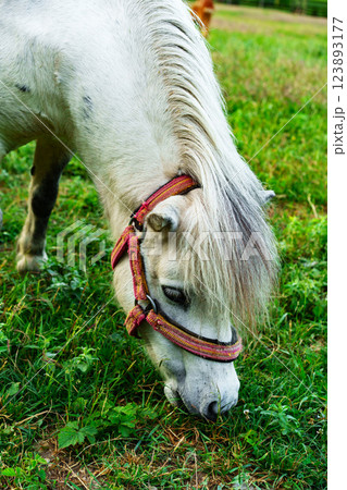 Cute white pony grazes on green grass in a sunny pasture during a bright afternoon 123893177