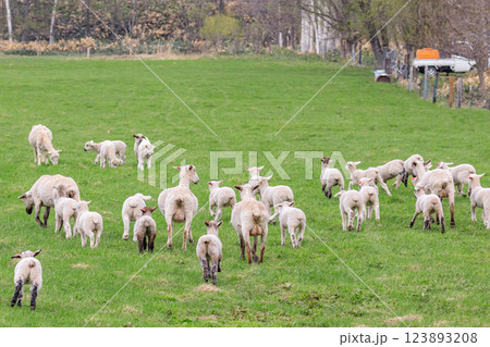 北海道占冠村、お家に帰る親子の羊の群れ【5月】 123893208