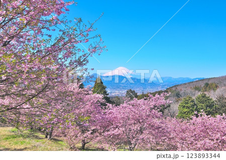 大井ゆめの里からの眺望 満開の河津桜と富士山 大井ゆめの里からの眺望 満開の河津桜と富士山 123893344