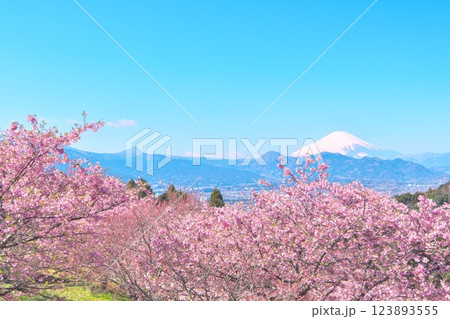 大井ゆめの里からの眺望　満開の河津桜と富士山 123893555