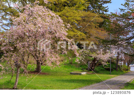北海道伊達市、有珠善光寺の境内で咲く桜【5月】 123893876