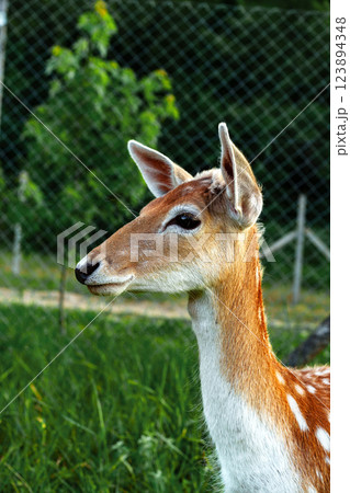 Young deer stands gracefully in a lush green field under a bright sky surrounded by a fence Young deer stands gracefully in a lush green field under a bright sky surrounded by a fence 123894348
