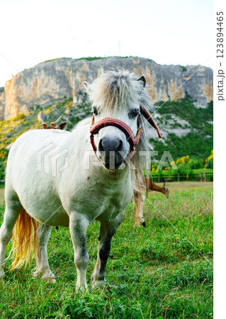 Cute white pony with a long mane standing in a lush green field near a rocky hillside during golden hour 123894465