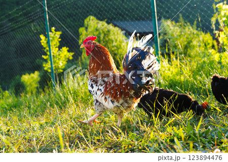 Colorful rooster strutting through green grass in a farmyard setting during late afternoon 123894476