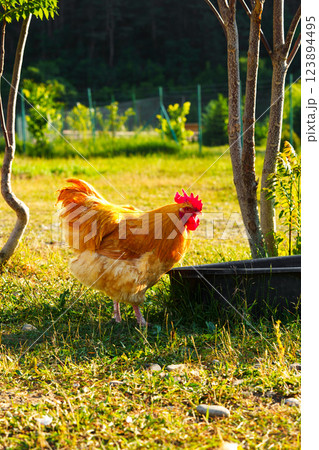 Vibrant orange chicken forages near a tree in a sunny field during a warm afternoon 123894495
