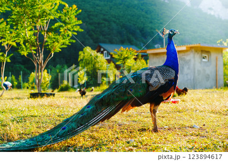 Colorful peacock strutting in a sunny garden surrounded by trees and buildings in the background 123894617