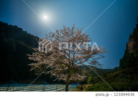 京都府綴喜郡宇治田原町で撮影した緑豊かな茶畑と桜 京都府綴喜郡宇治田原町で撮影した緑豊かな茶畑と桜 123894636