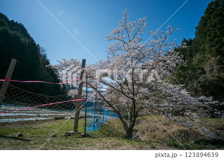 京都府綴喜郡宇治田原町で撮影した緑豊かな茶畑と桜 京都府綴喜郡宇治田原町で撮影した緑豊かな茶畑と桜 123894639