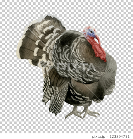 Black brown turkey watercolor illustration isolated on white background. Realistic farm bird for Thanksgiving and fall designs. North American farm animal clipart, domestic male fowl Black brown turkey watercolor illustration isolated on white background. Realistic farm bird for Thanksgiving and fall designs. North American farm animal clipart, domestic male fowl 123894751