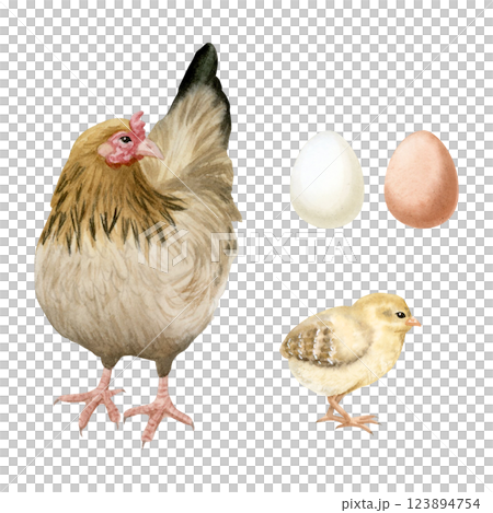 Brown hen with yellow baby chicken and eggs watercolor illustration set isolated on white. Poultry yard birds and chicks for farm animals designs. Realistic fowl clipart for organic products Brown hen with yellow baby chicken and eggs watercolor illustration set isolated on white. Poultry yard birds and chicks for farm animals designs. Realistic fowl clipart for organic products 123894754