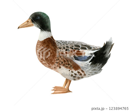 Watercolor mallard duck illustration isolated on white background. Hand drawn realistic waterfowl male bird. Wildlife avian clipart for farm village designs Watercolor mallard duck illustration isolated on white background. Hand drawn realistic waterfowl male bird. Wildlife avian clipart for farm village designs 123894765