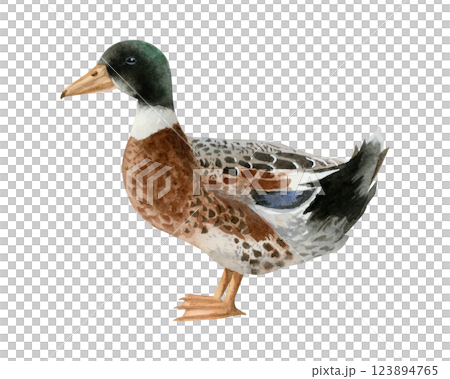 Watercolor mallard duck illustration isolated on white background. Hand drawn realistic waterfowl male bird. Wildlife avian clipart for farm village designs Watercolor mallard duck illustration isolated on white background. Hand drawn realistic waterfowl male bird. Wildlife avian clipart for farm village designs 123894765