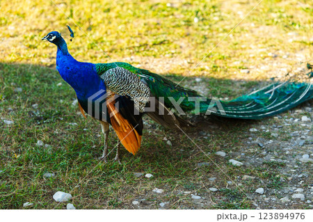 Colorful peacock roaming freely in a grassy area during bright daylight 123894976