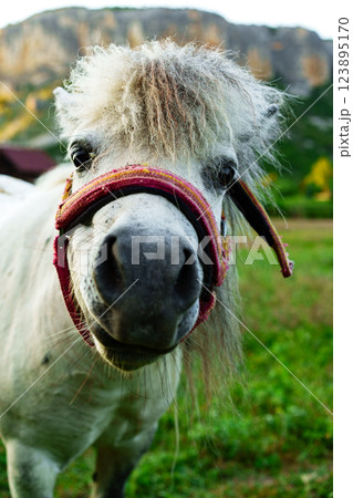 Miniature horse stands in a lush green pasture with mountains in the background during a sunny day Miniature horse stands in a lush green pasture with mountains in the background during a sunny day 123895170