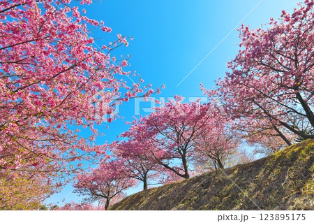 大井ゆめの里　満開の河津桜 123895175