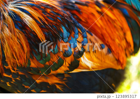 Vibrant feathers of a colorful bird showcasing magenta, blue, and orange patterns in a lush environment Vibrant feathers of a colorful bird showcasing magenta, blue, and orange patterns in a lush environment 123895317