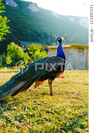 Vibrant peacock displaying its feathers in a sunny meadow near a charming hillside home Vibrant peacock displaying its feathers in a sunny meadow near a charming hillside home 123895331
