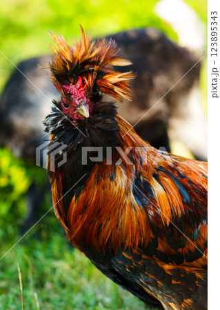 Colorful rooster with vibrant plumage standing in a grassy area during daylight Colorful rooster with vibrant plumage standing in a grassy area during daylight 123895343