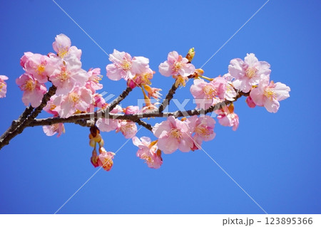 青空に映える河津桜 青空に映える河津桜 123895366