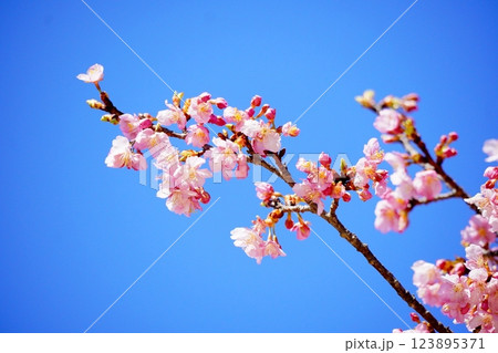 青空に映える河津桜 123895371