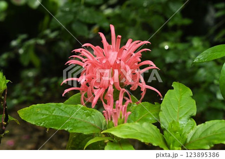 南アメリカ原産の淡紅色の花の花序が燃える炎のように見える綺麗なサンゴバナ 南アメリカ原産の淡紅色の花の花序が燃える炎のように見える綺麗なサンゴバナ 123895386