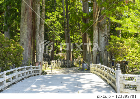 初夏の高野山　奥の院参道　一の橋 123895781