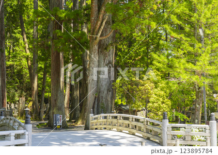 初夏の高野山 奥の院参道 一の橋 初夏の高野山 奥の院参道 一の橋 123895784