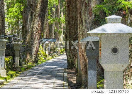 初夏の高野山　神聖な奥の院参道 123895790