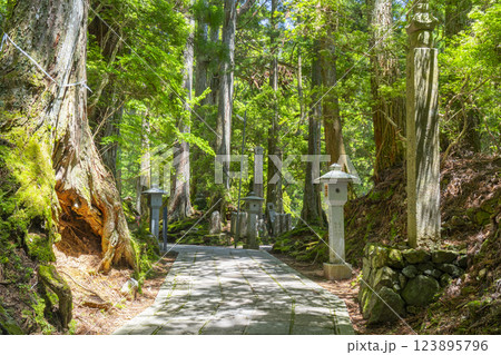 初夏の高野山　神聖な奥の院参道 123895796